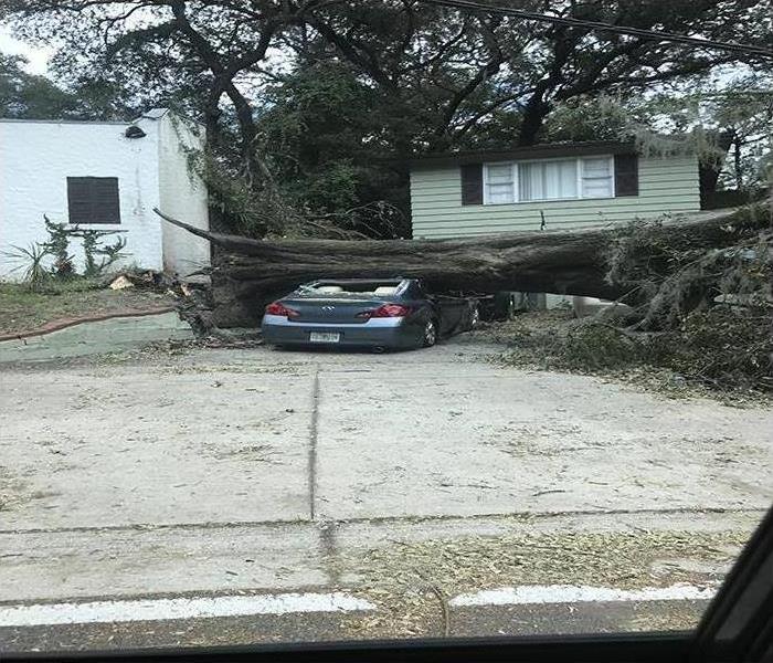 tree fallen over a car